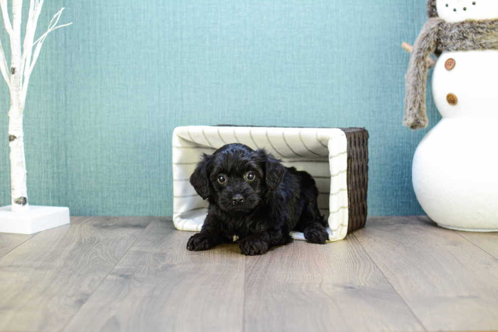 Yorkie Poo Pup Being Cute