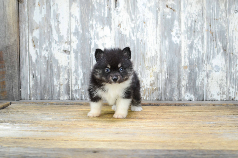 Pomsky Pup Being Cute