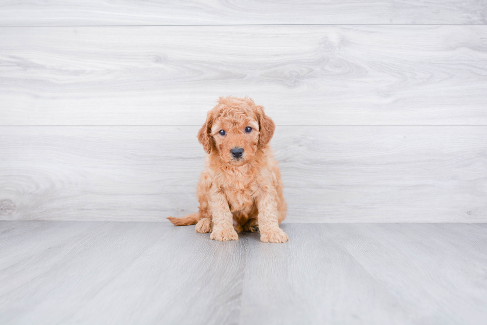 Small Mini Goldendoodle Baby