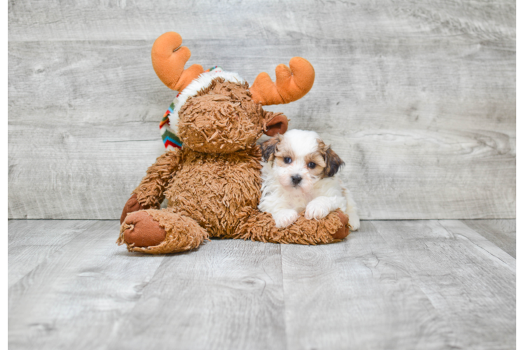 Cute Teddy Bear Baby