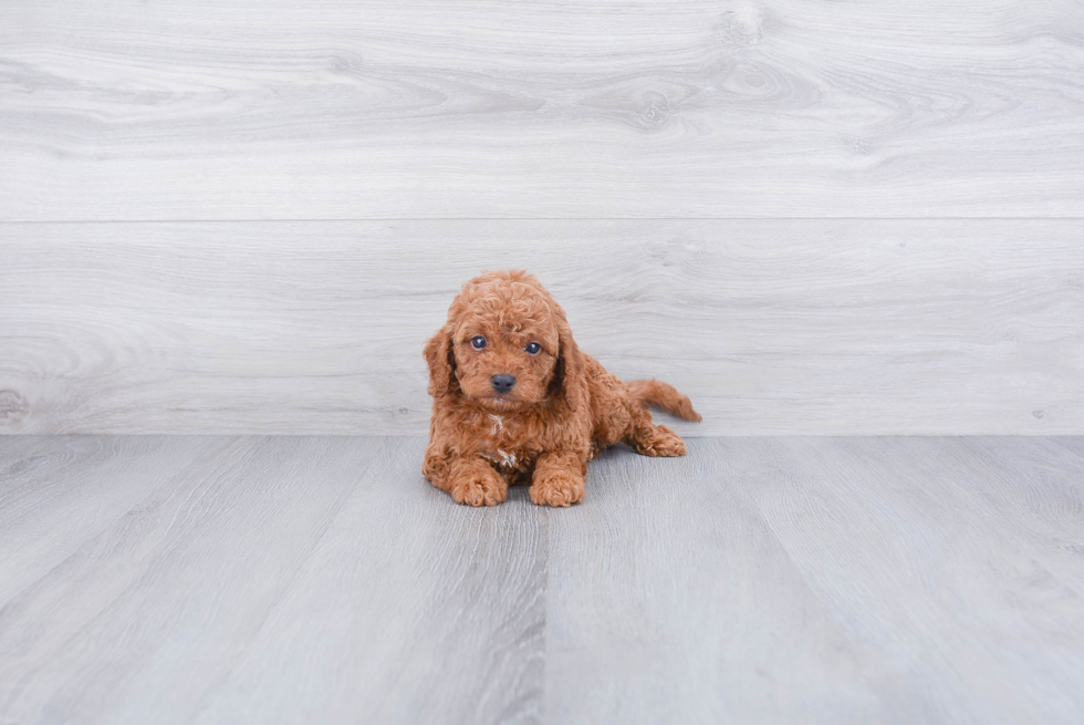 Cavapoo Pup Being Cute