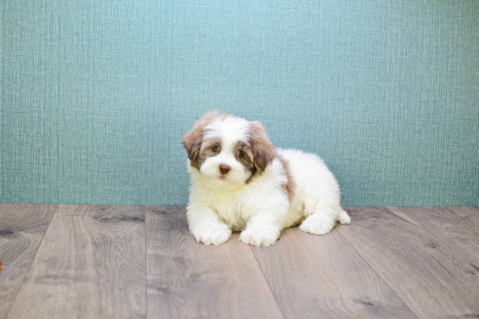 Teddy Bear Pup Being Cute