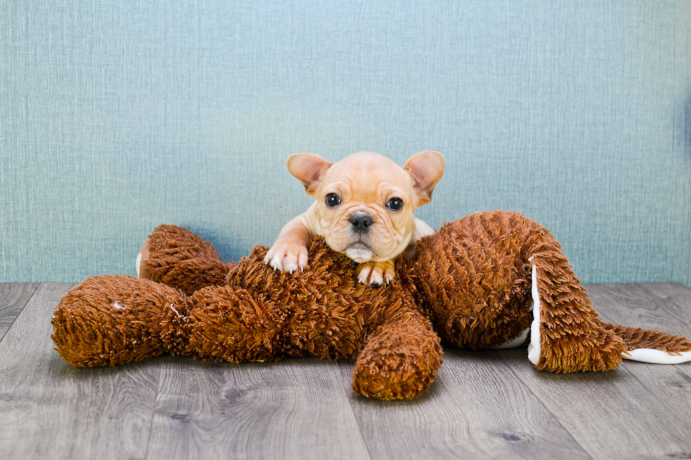 Playful French Bulldog Purebred Pup