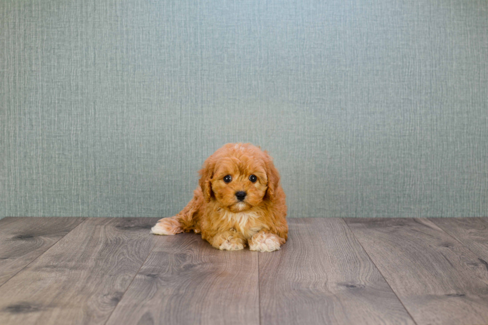 Cavapoo Puppy for Adoption
