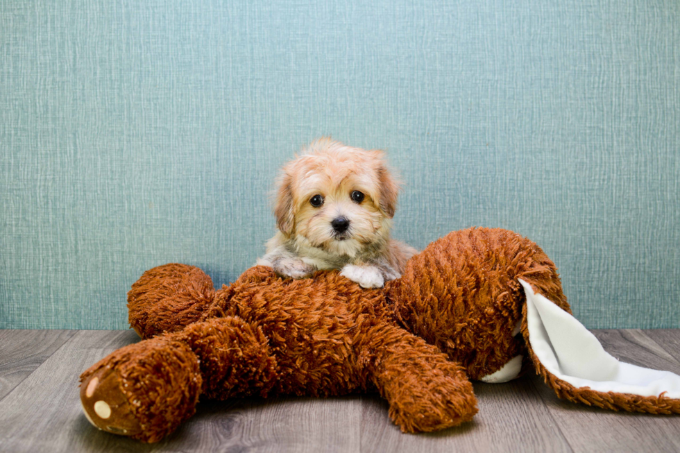 Friendly Morkie Baby