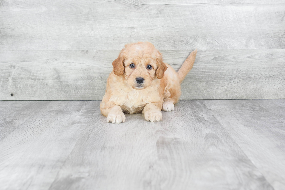 Mini Goldendoodle Pup Being Cute