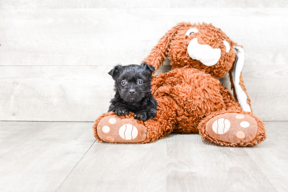 Petite Yorkie Poo Poodle Mix Pup