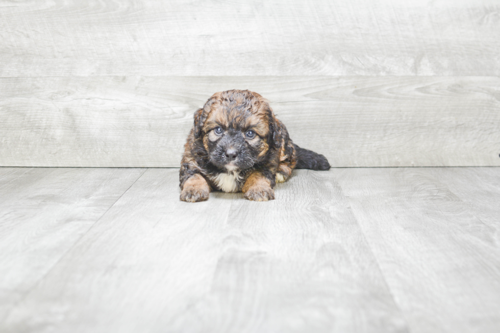 Mini Bernedoodle Pup Being Cute