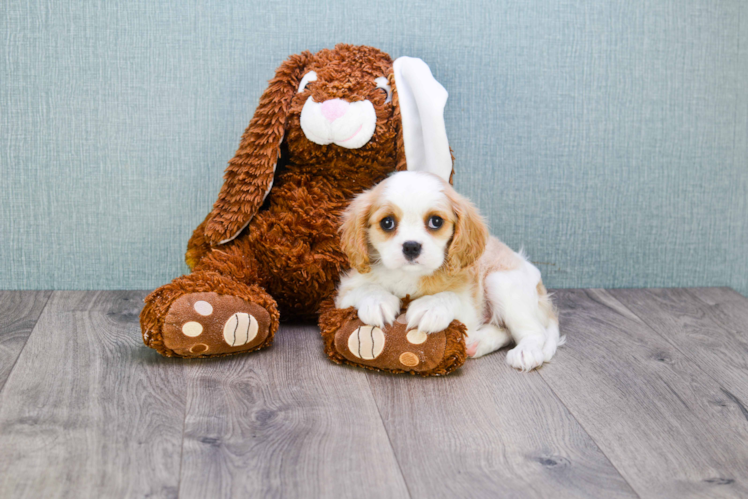 Funny Cavalier King Charles Spaniel Baby