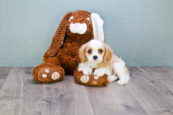 Funny Cavalier King Charles Spaniel Baby