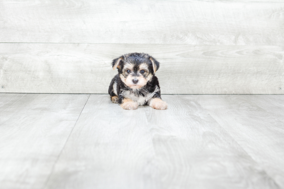 Morkie Puppy for Adoption