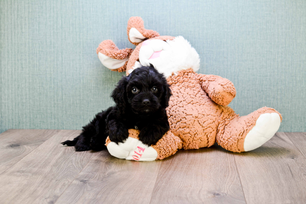 Cavapoo Pup Being Cute