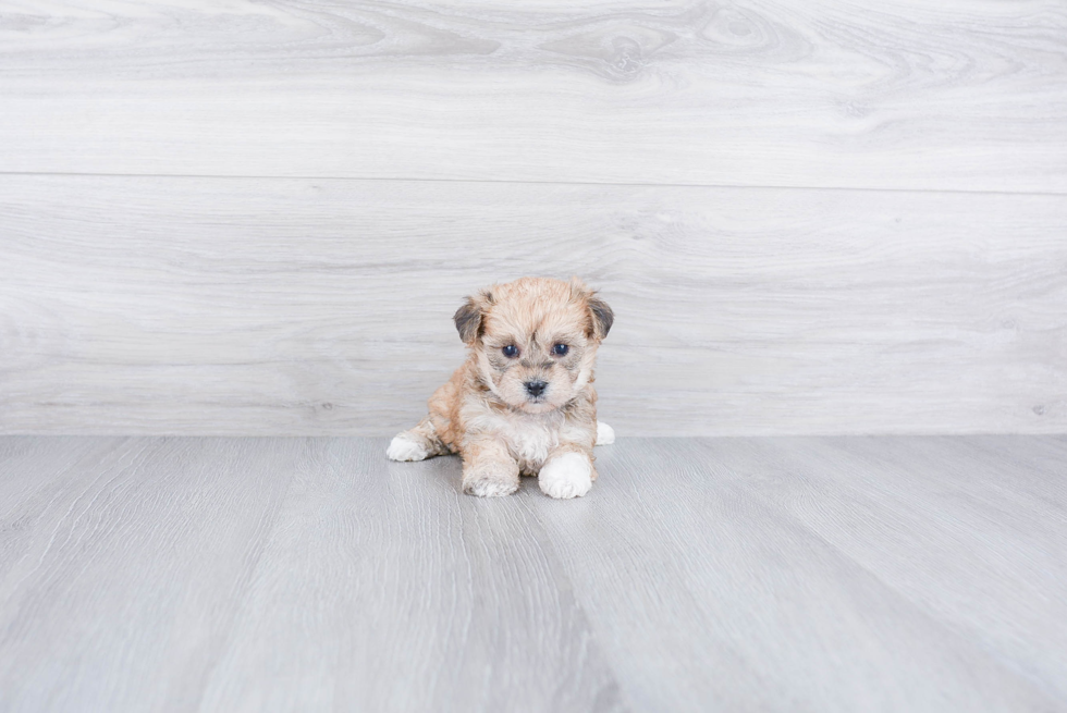 Adorable Yorkie Designer Puppy