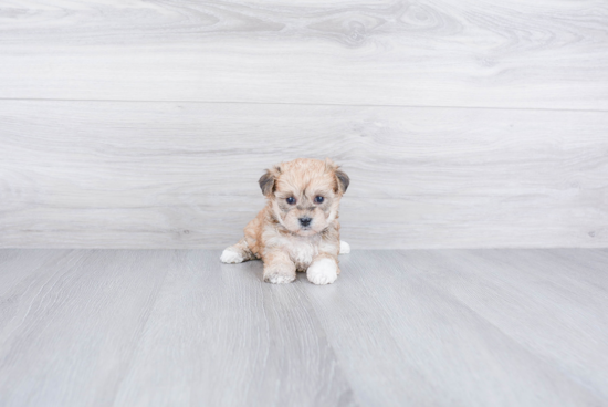 Adorable Yorkie Designer Puppy