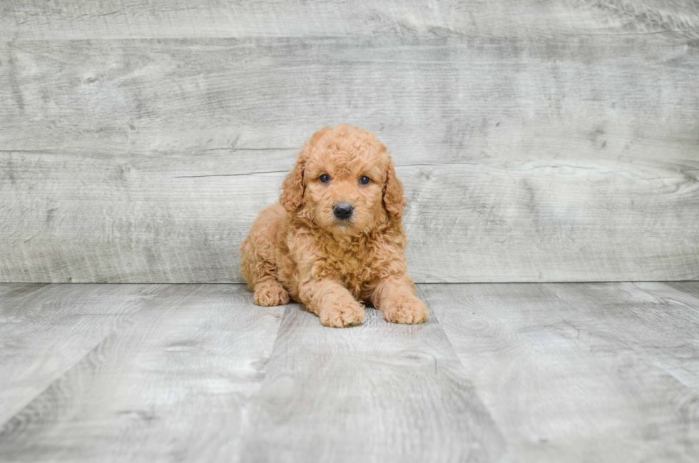 Mini Goldendoodle Pup Being Cute