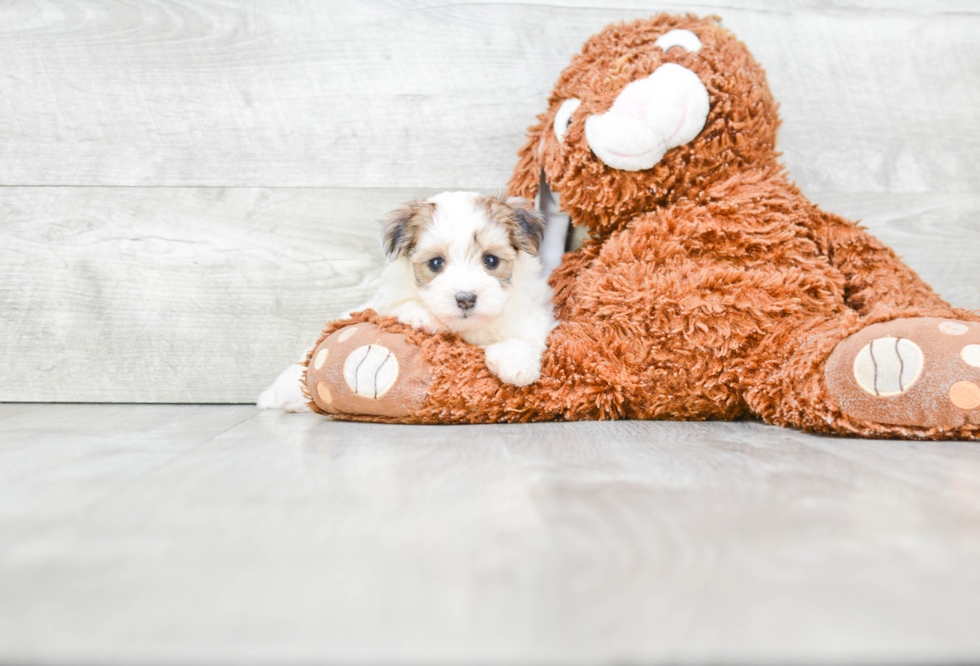 Morkie Pup Being Cute