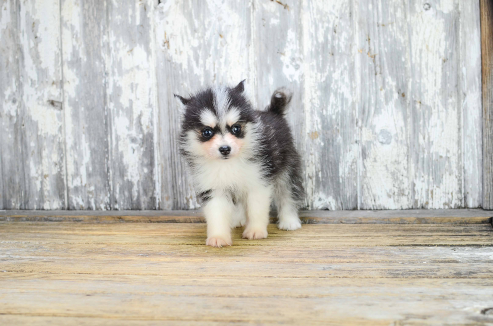 Cute Pomsky Baby