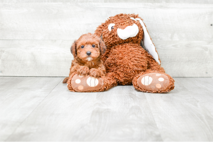 Best Yorkie Poo Baby