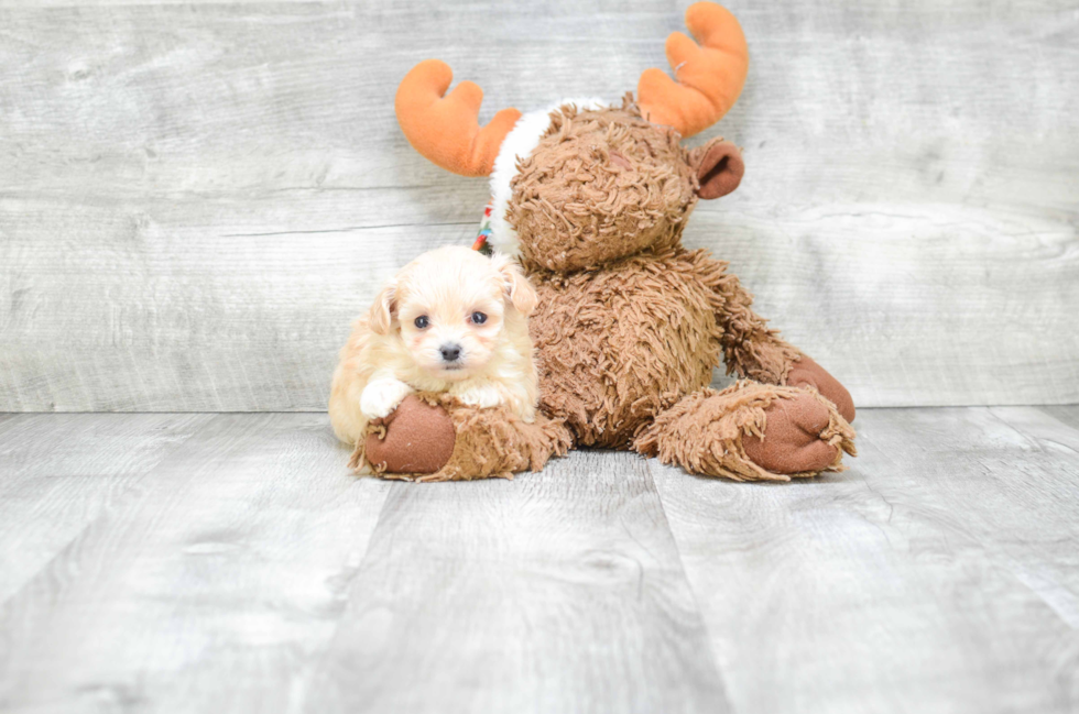 Petite Maltipoo Poodle Mix Pup