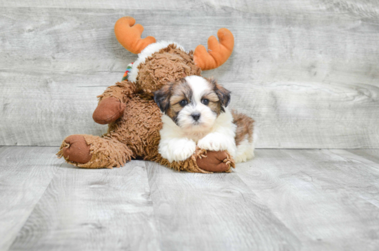 Happy Teddy Bear Baby