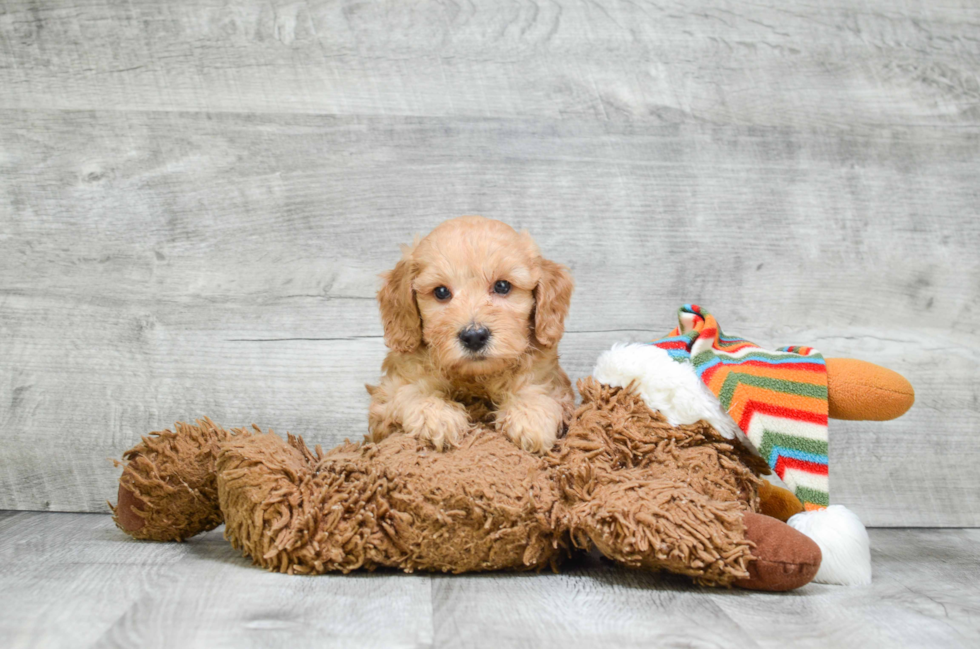 Cute Mini Goldendoodle Baby