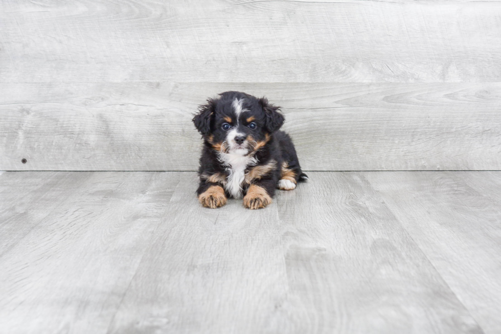Best Mini Bernedoodle Baby