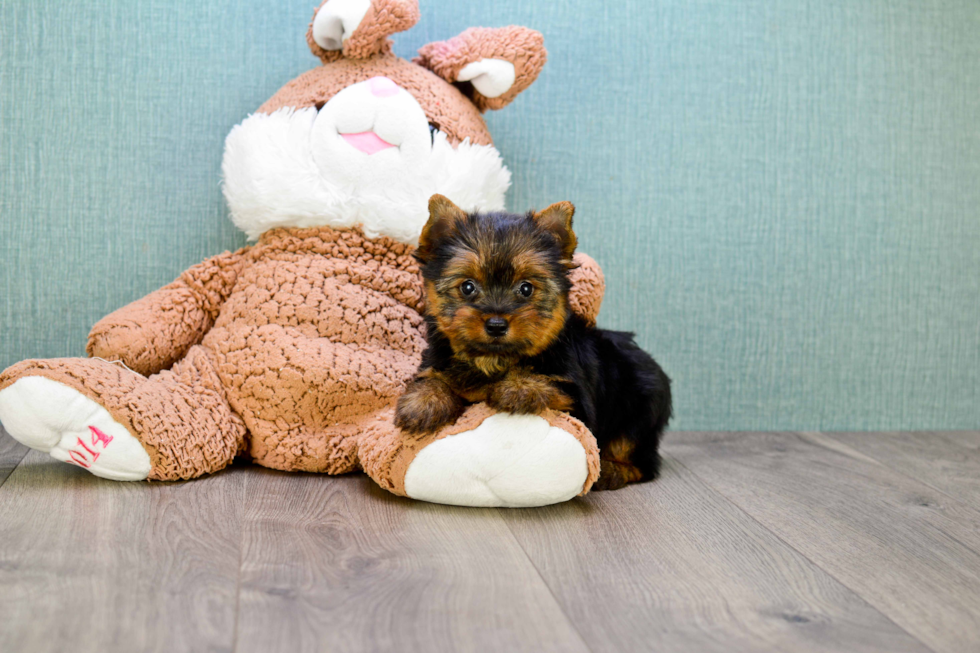 Meet Tinkerbell - our Yorkshire Terrier Puppy Photo 