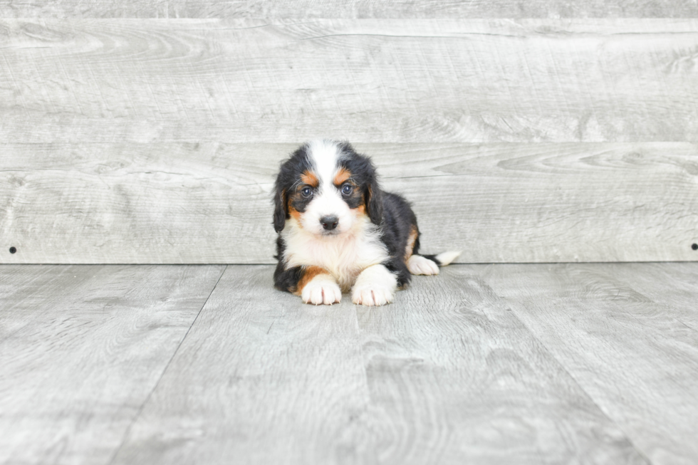 Popular Mini Bernedoodle Poodle Mix Pup