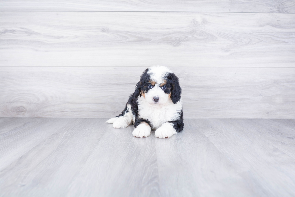 Best Mini Bernedoodle Baby