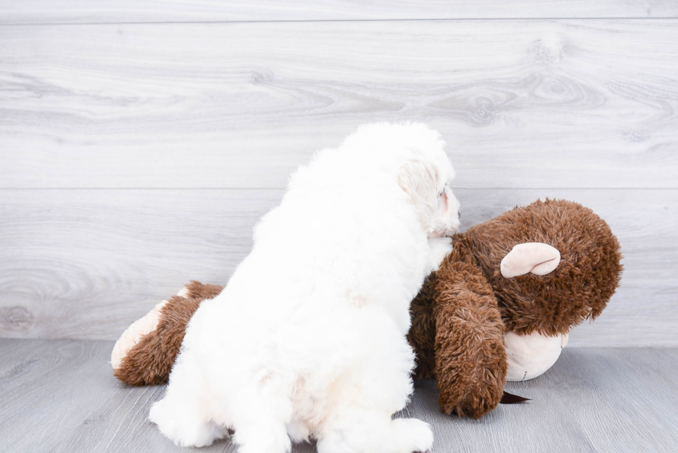 Energetic Bernadoodle Poodle Mix Puppy