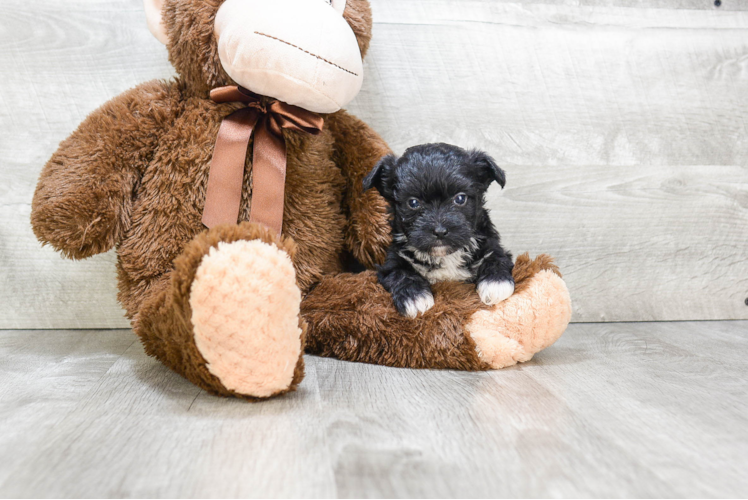 Morkie Puppy for Adoption