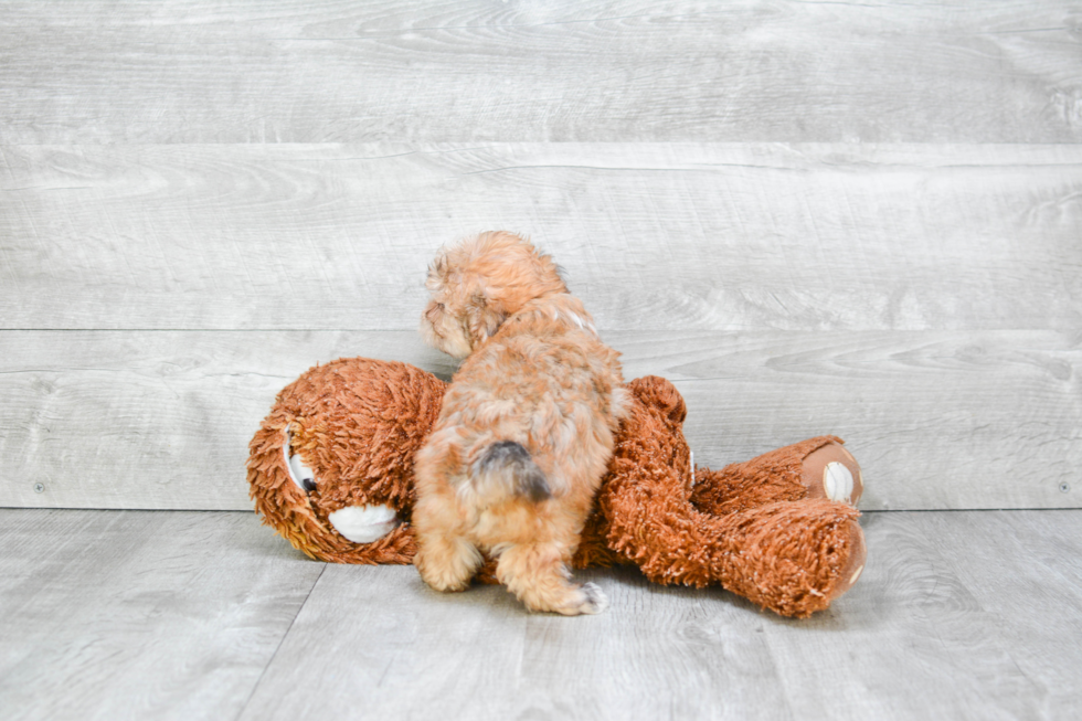 Morkie Puppy for Adoption