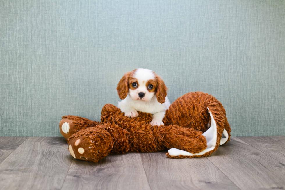 Energetic Cavalier King Charles Spaniel Purebred Puppy