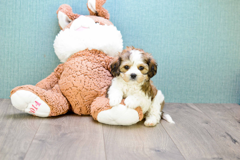 Fluffy Cavachon Designer Pup