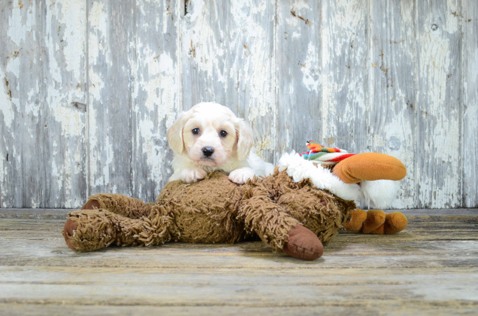 Happy Cavachon Baby