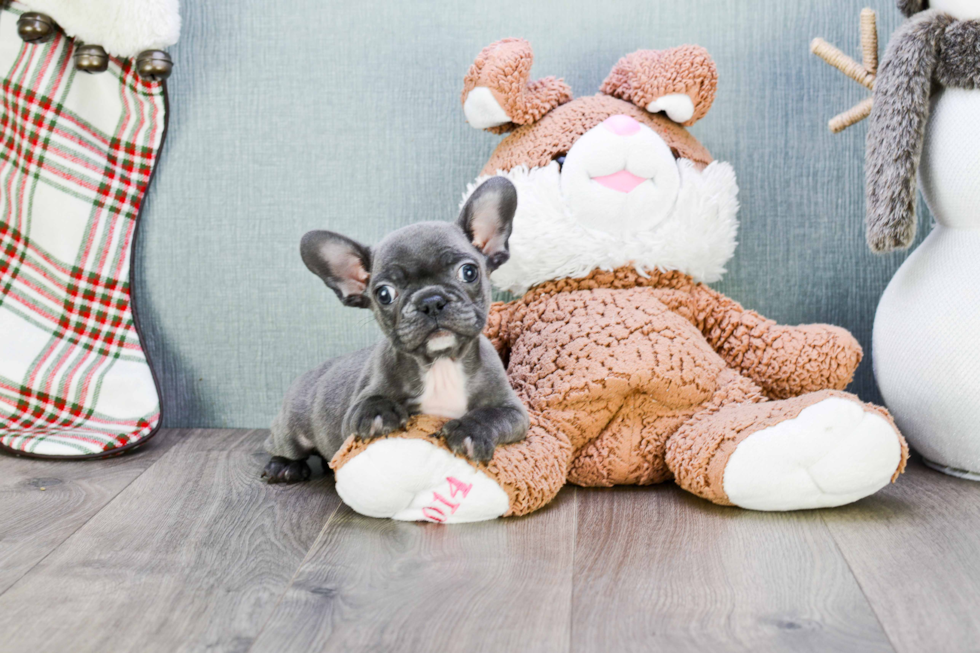 Friendly French Bulldog Purebred Pup