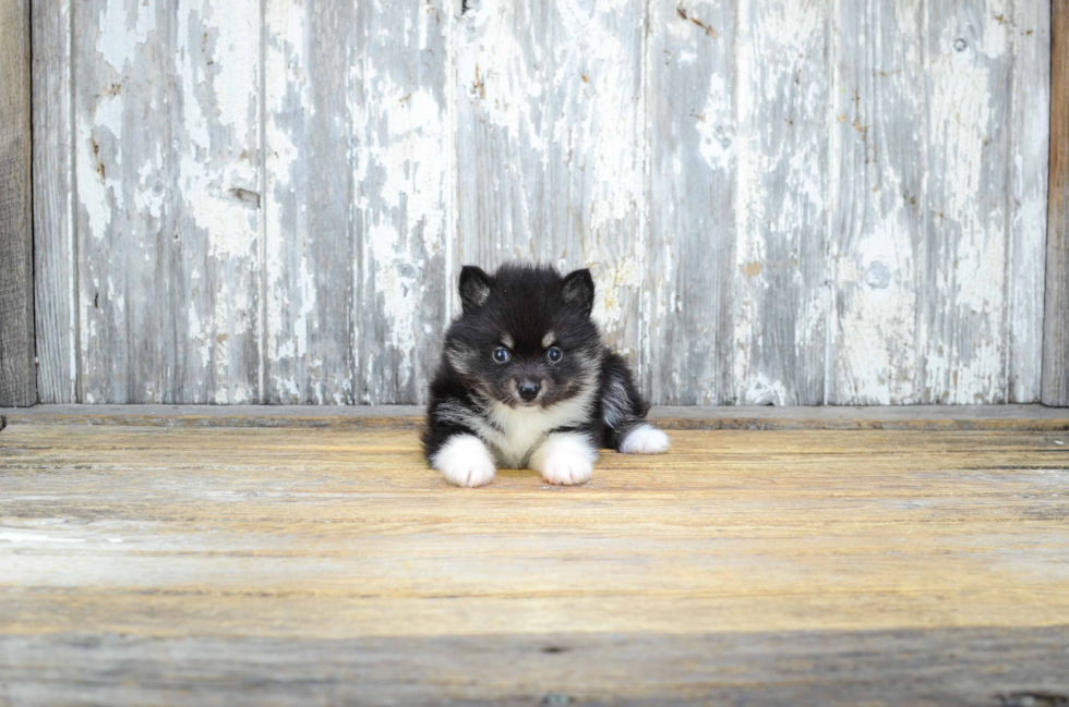Friendly Pomsky Baby
