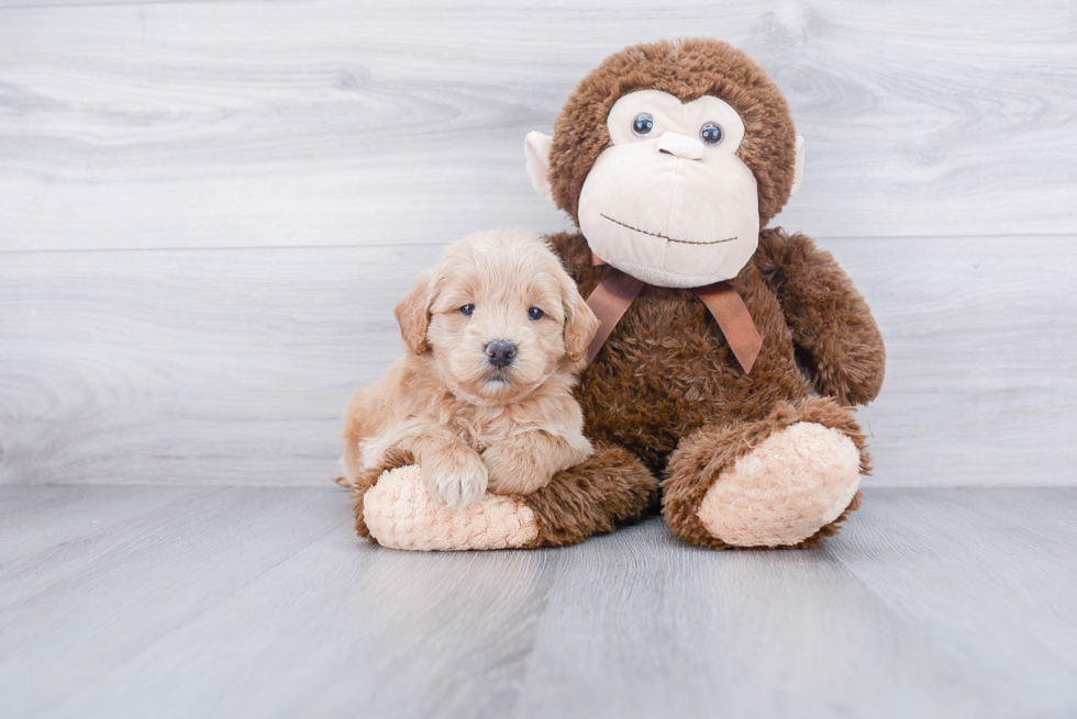 Mini Goldendoodle Pup Being Cute