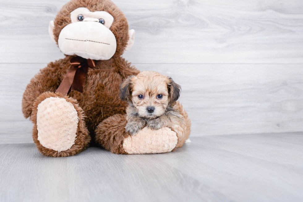 Morkie Pup Being Cute