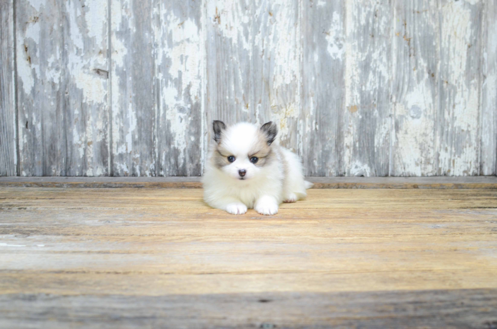 Pomeranian Pup Being Cute