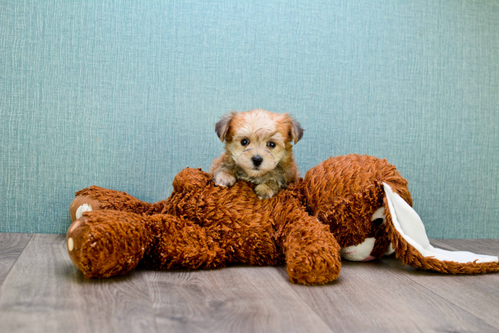 Best Morkie Baby