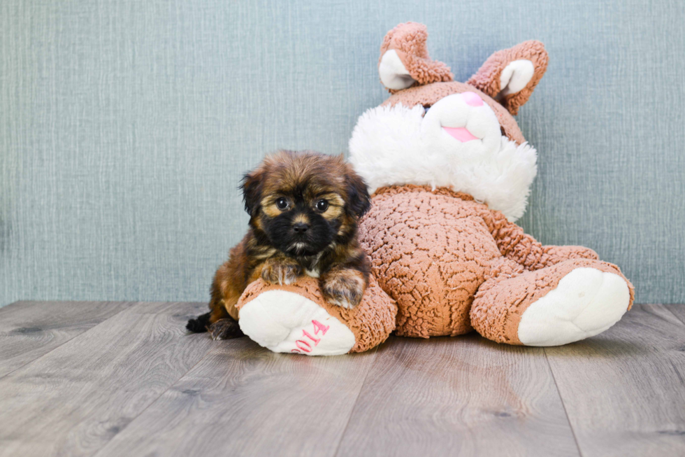 Best Shorkie Baby