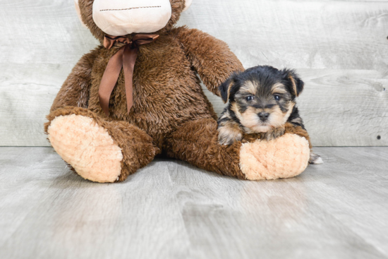 Morkie Puppy for Adoption