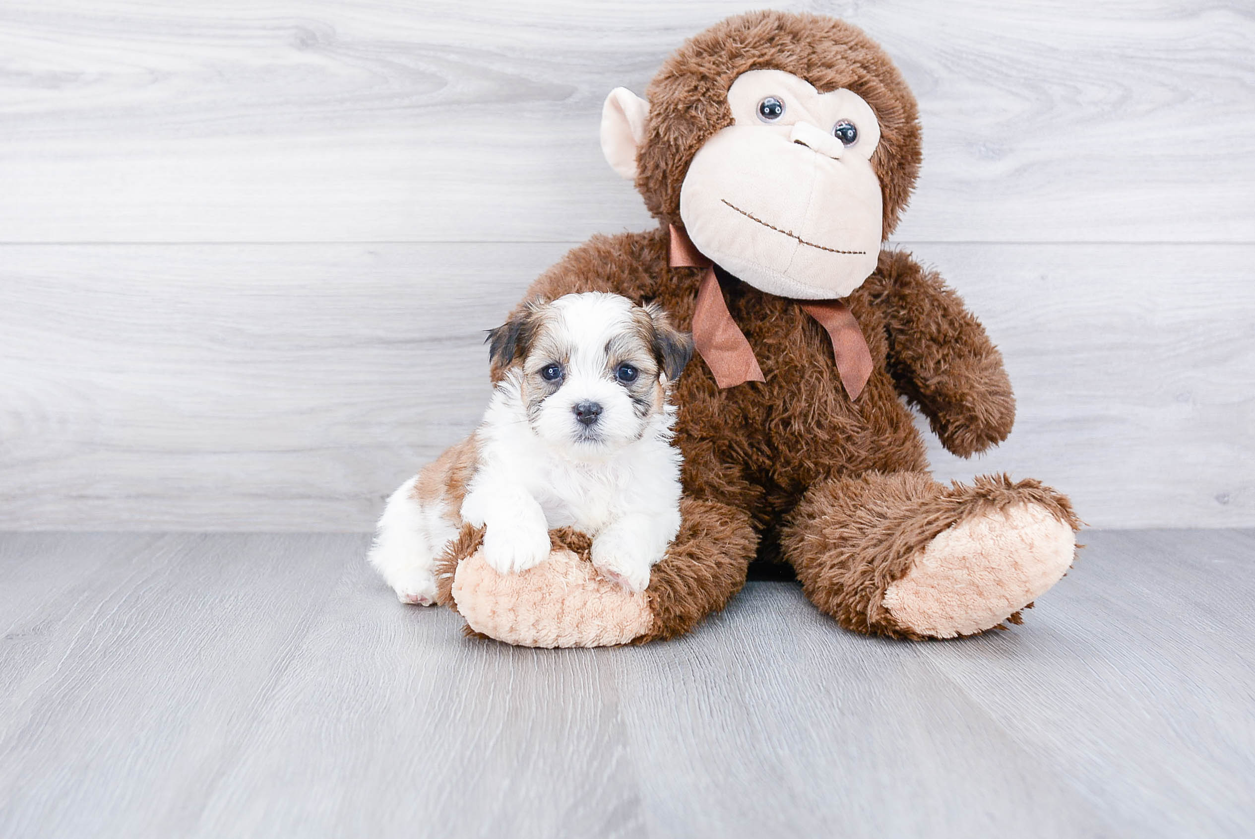 Teddy Bear Puppy for Adoption
