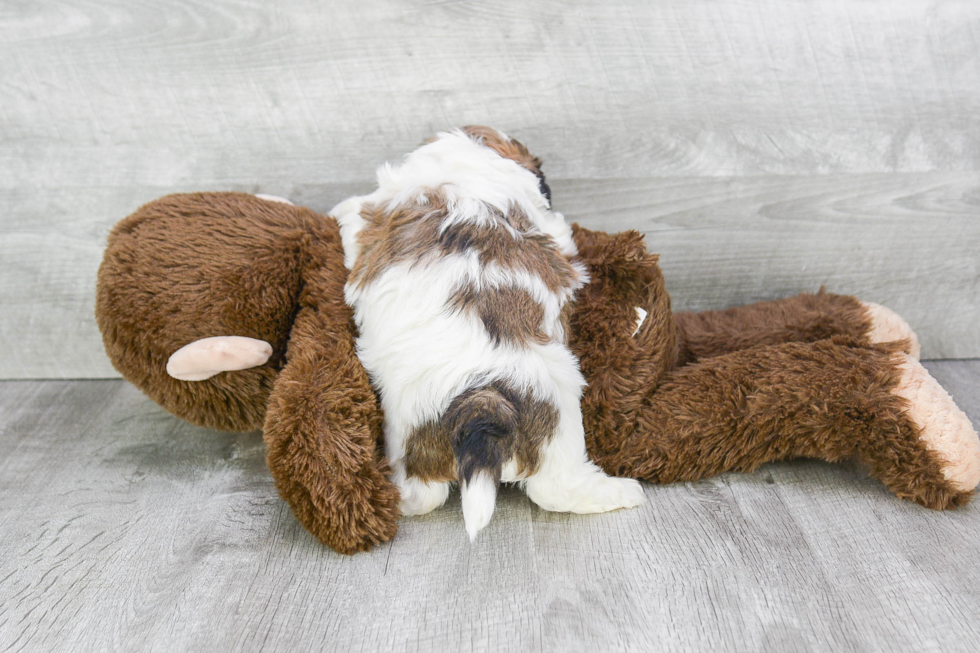 Teddy Bear Puppy for Adoption