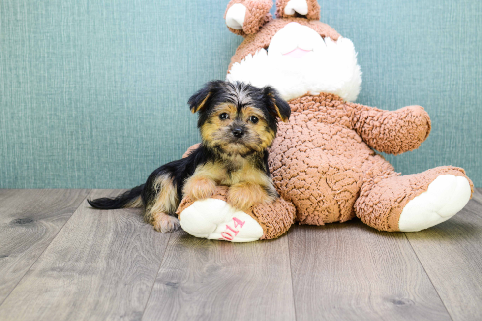 Morkie Puppy for Adoption