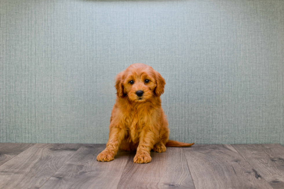 Small Mini Goldendoodle Baby