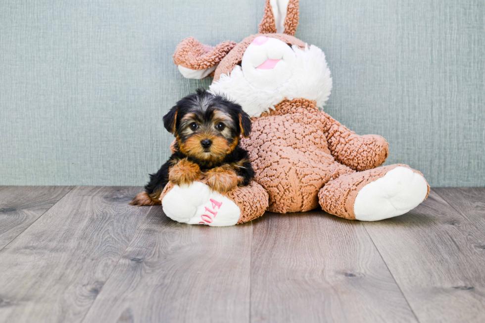 Meet Timmy - our Yorkshire Terrier Puppy Photo 