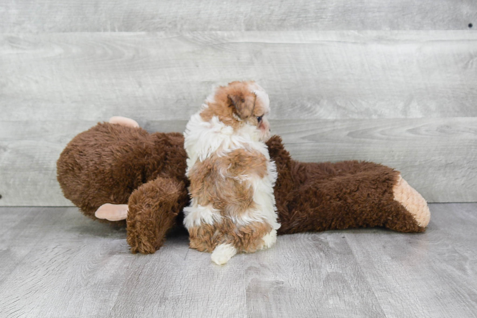 Morkie Pup Being Cute