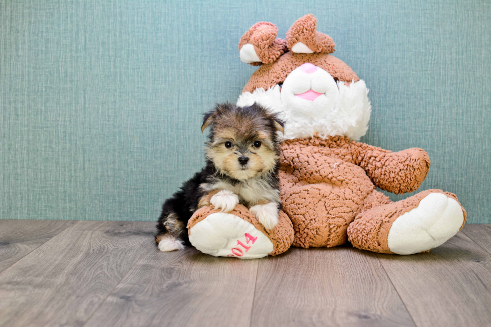 Morkie Puppy for Adoption